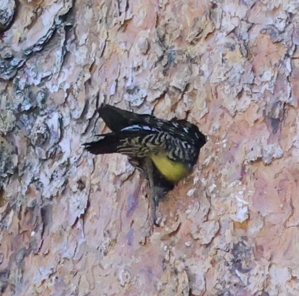 Williamson's Sapsucker - ML620833673