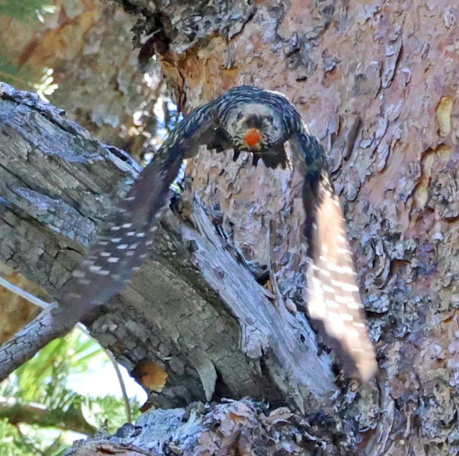 Williamson's Sapsucker - ML620833675