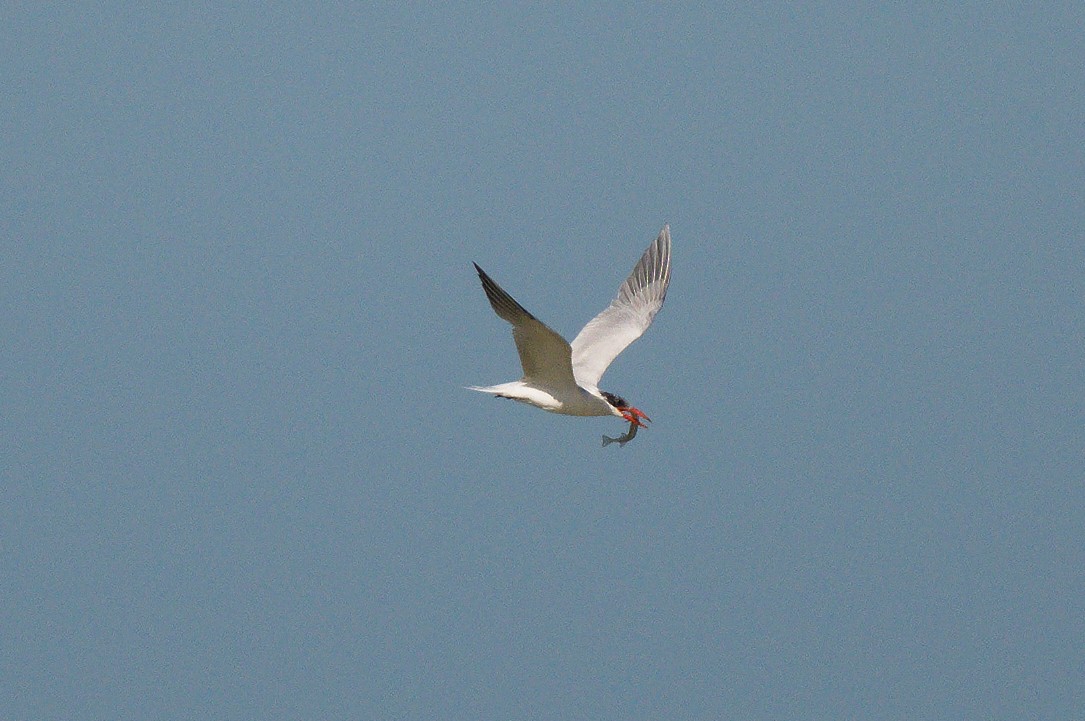 Caspian Tern - ML620833677