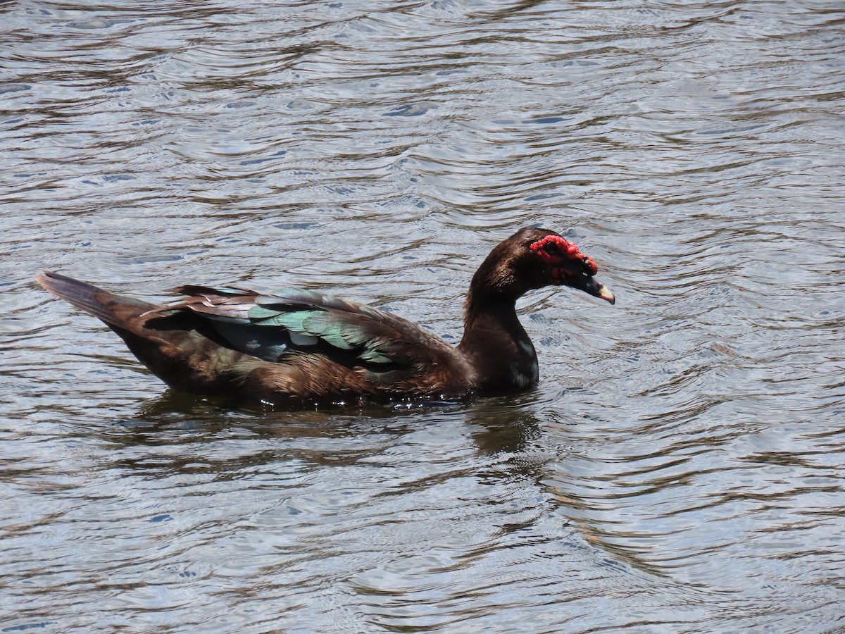 Muscovy Duck (Domestic type) - ML620833679