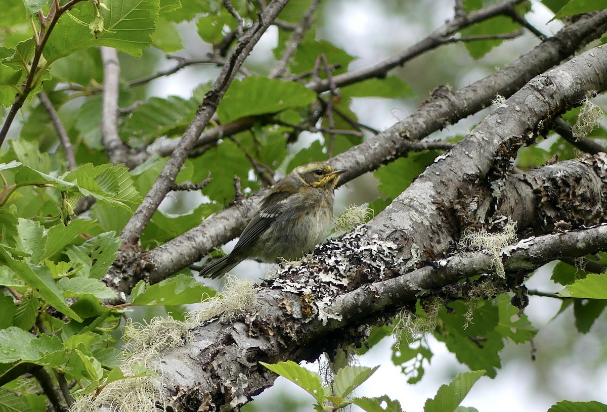 Townsend's Warbler - ML620833682