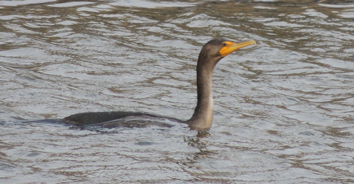 Double-crested Cormorant - ML620833684