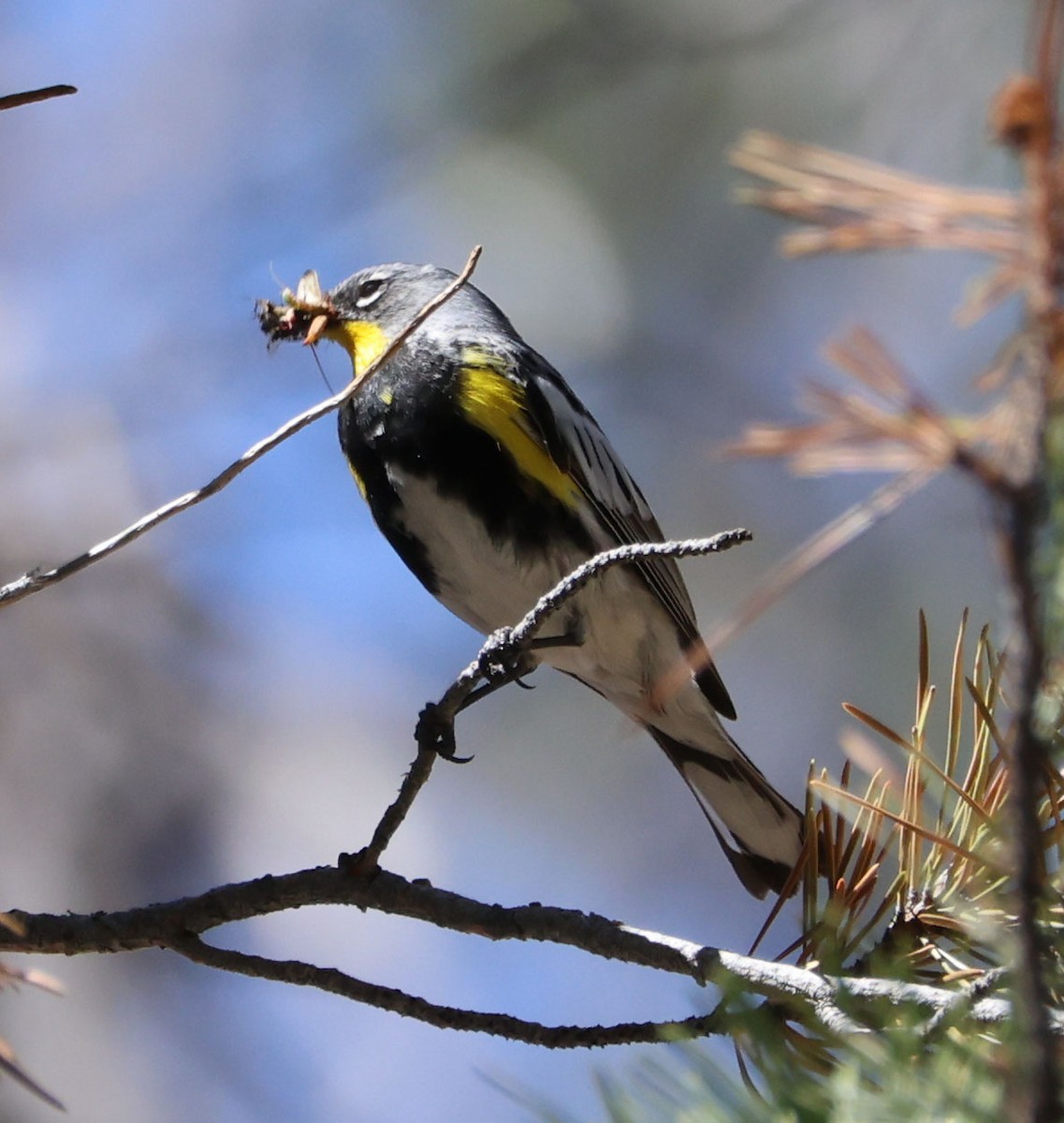 Yellow-rumped Warbler - ML620833685