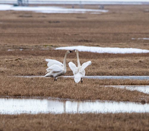 Cygne siffleur (columbianus) - ML620833691