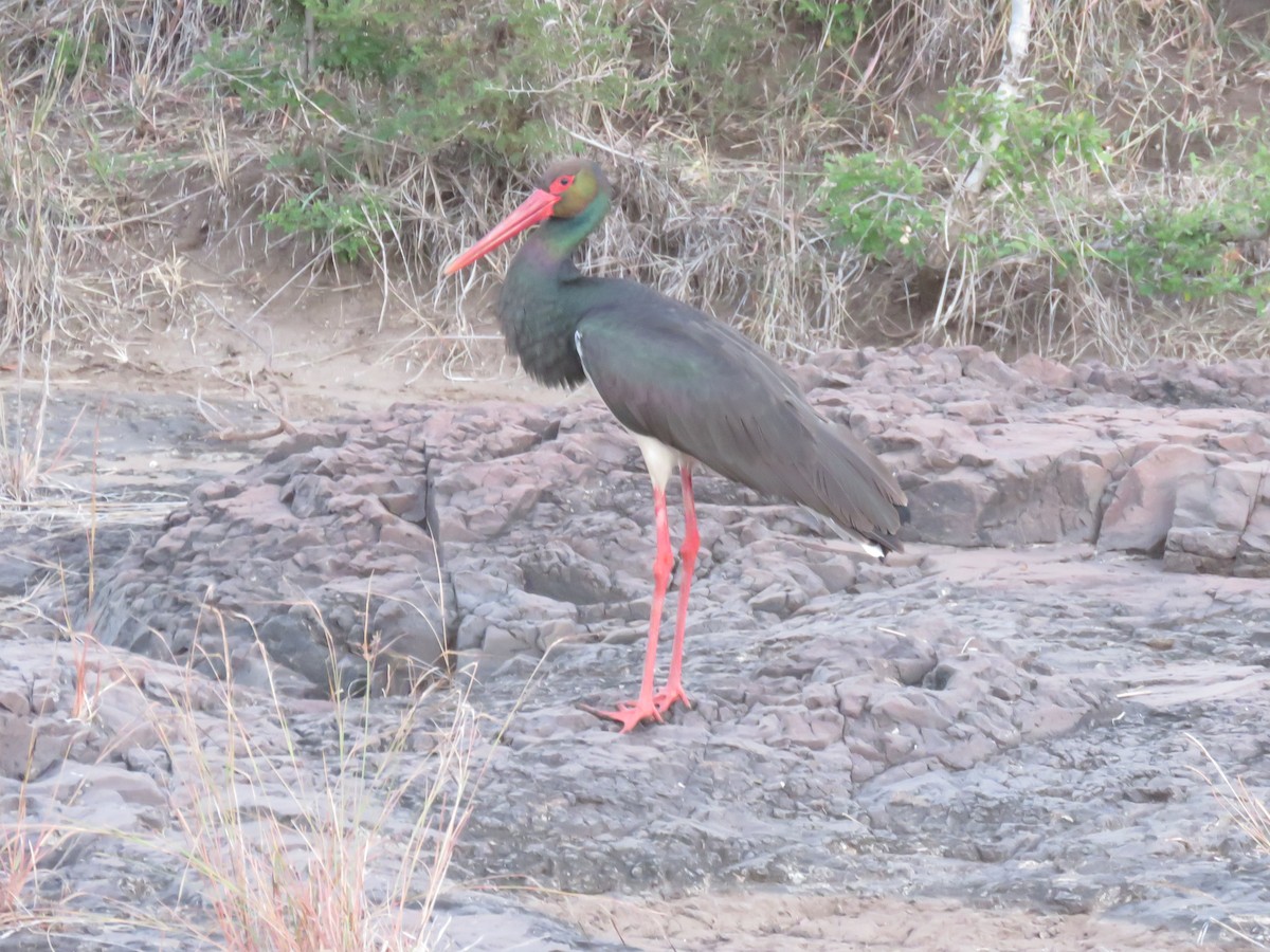 Cigogne noire - ML620833692