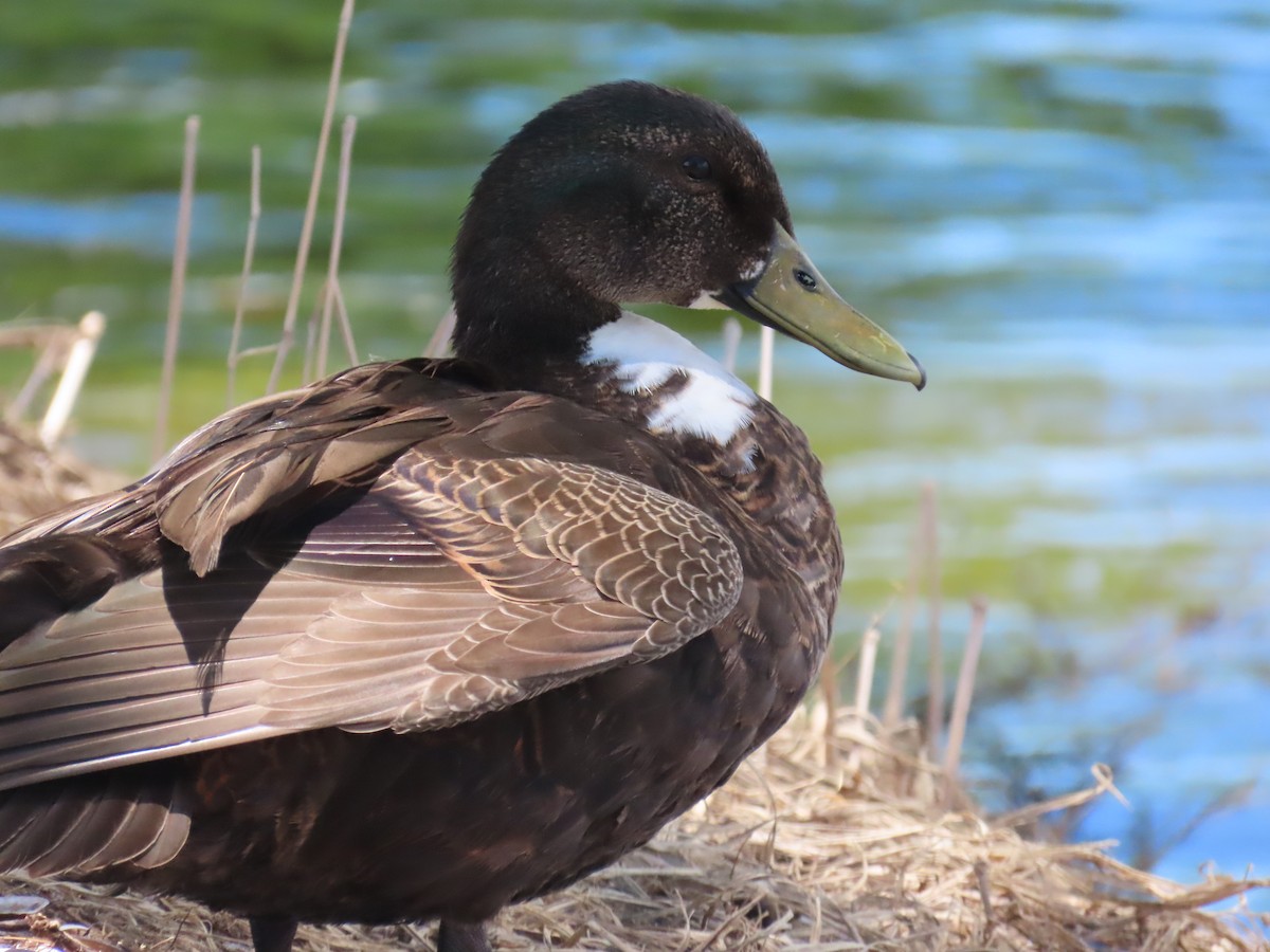 Mallard x Mottled Duck (hybrid) - Laurie Witkin