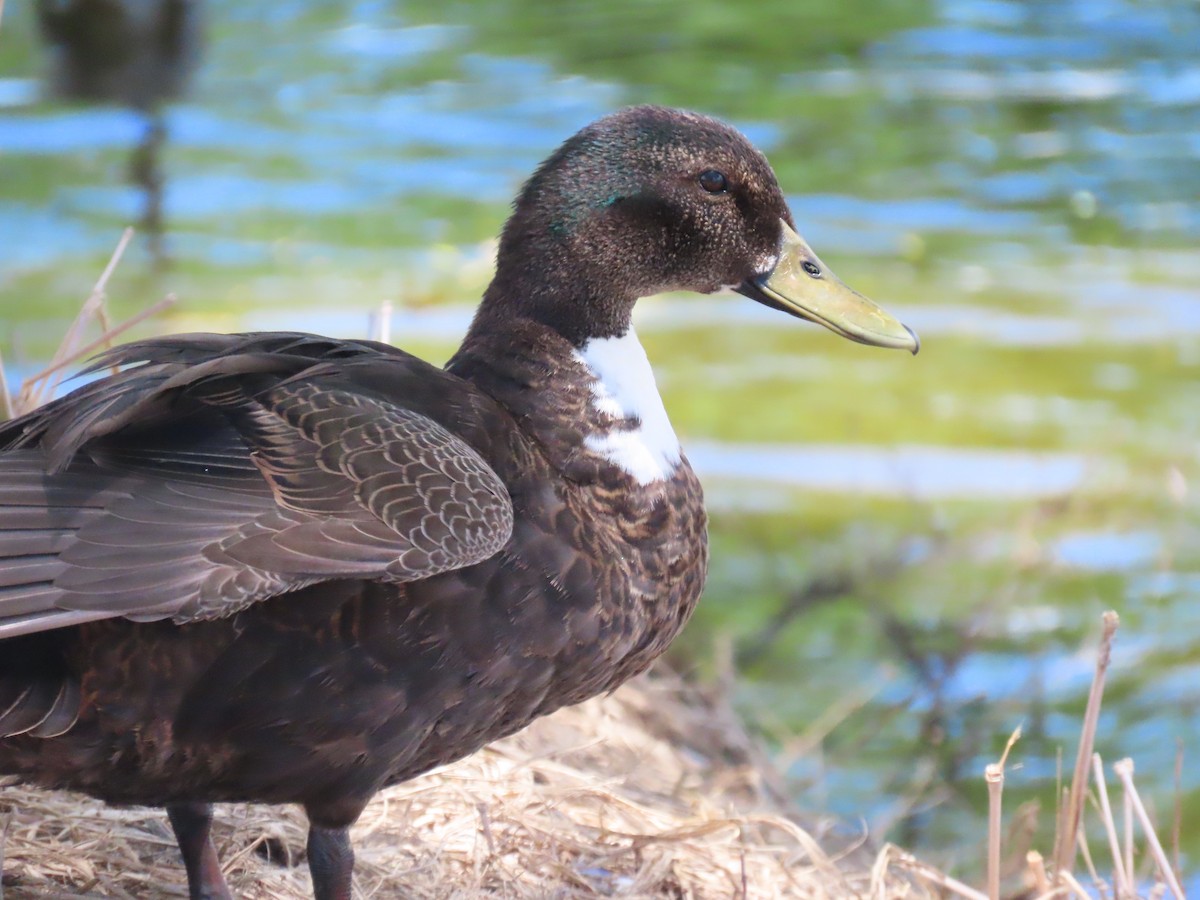 Mallard x Mottled Duck (hybrid) - ML620833694