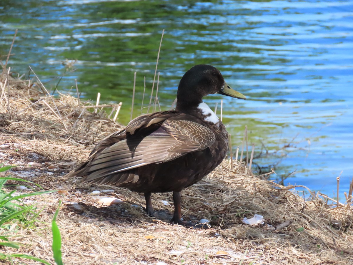 Mallard x Mottled Duck (hybrid) - ML620833696