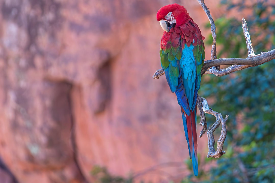 Red-and-green Macaw - ML620833703