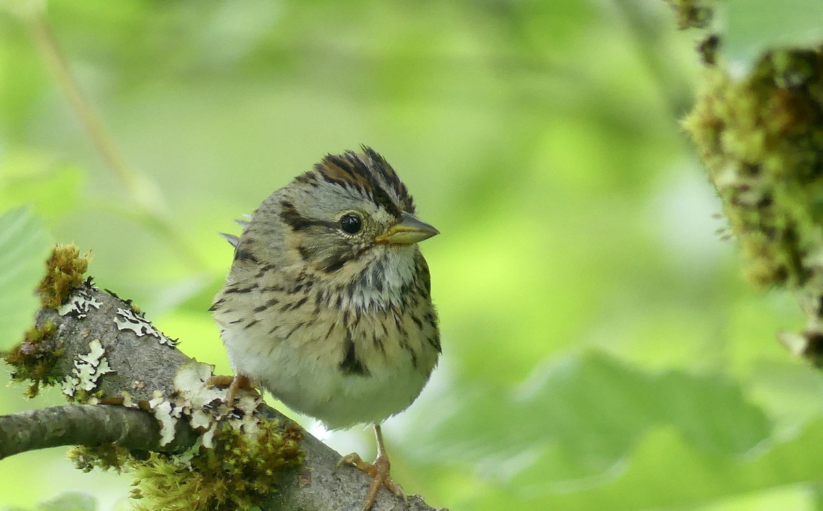 Lincoln's Sparrow - ML620833709