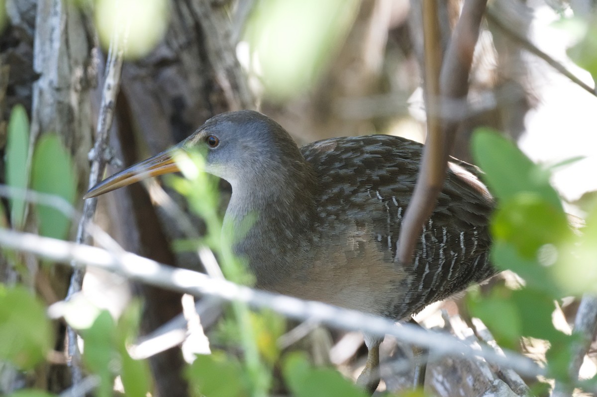 Clapper Rail - ML620833710