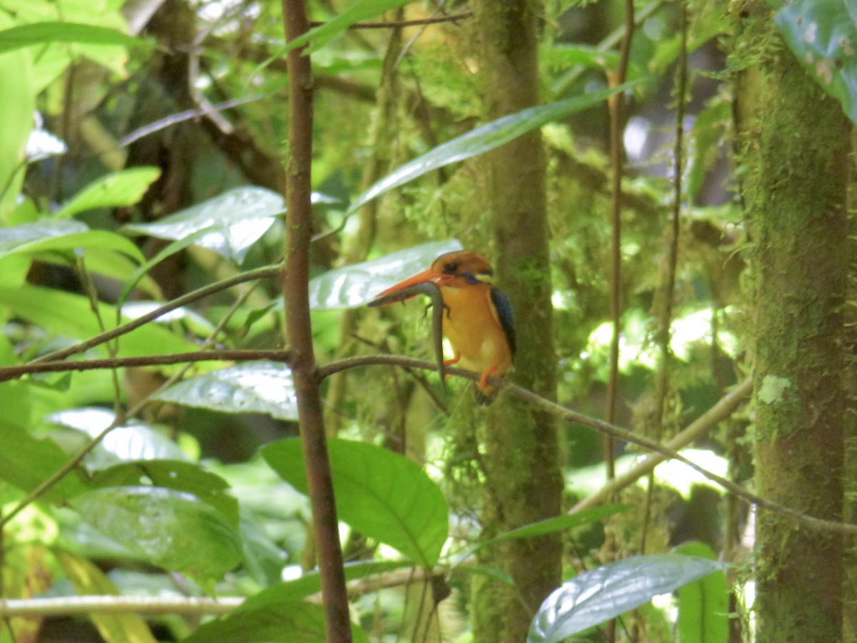 Manus Dwarf-Kingfisher - ML620833712