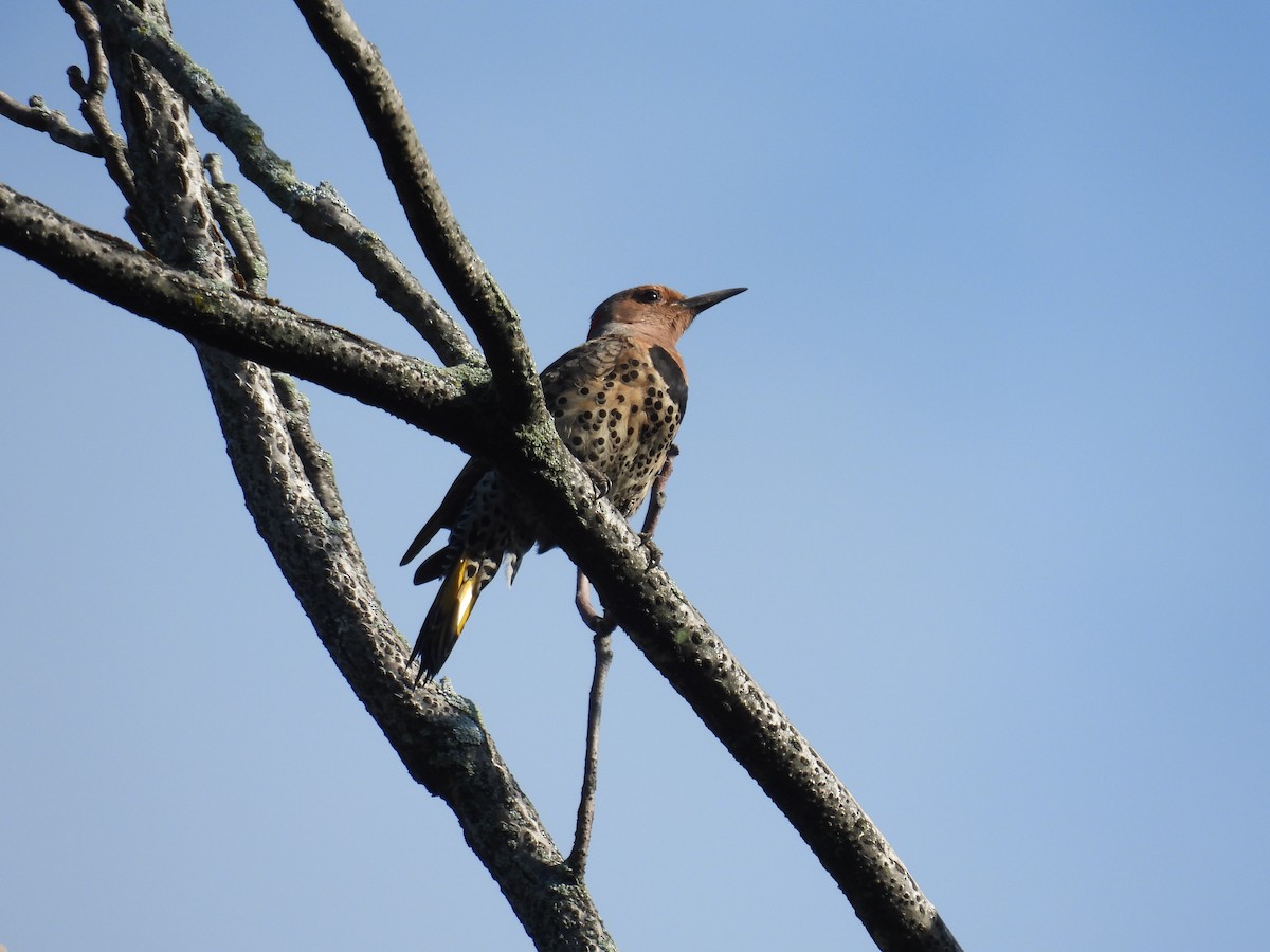 Northern Flicker - ML620833713