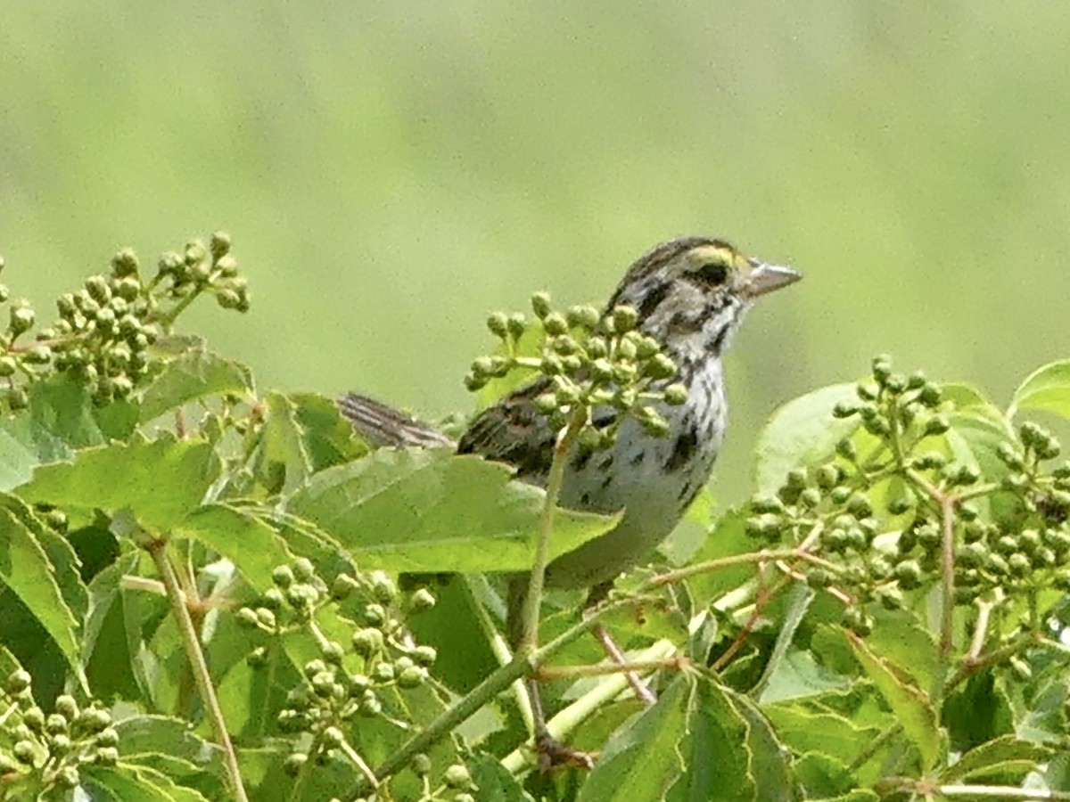 Savannah Sparrow - ML620833716