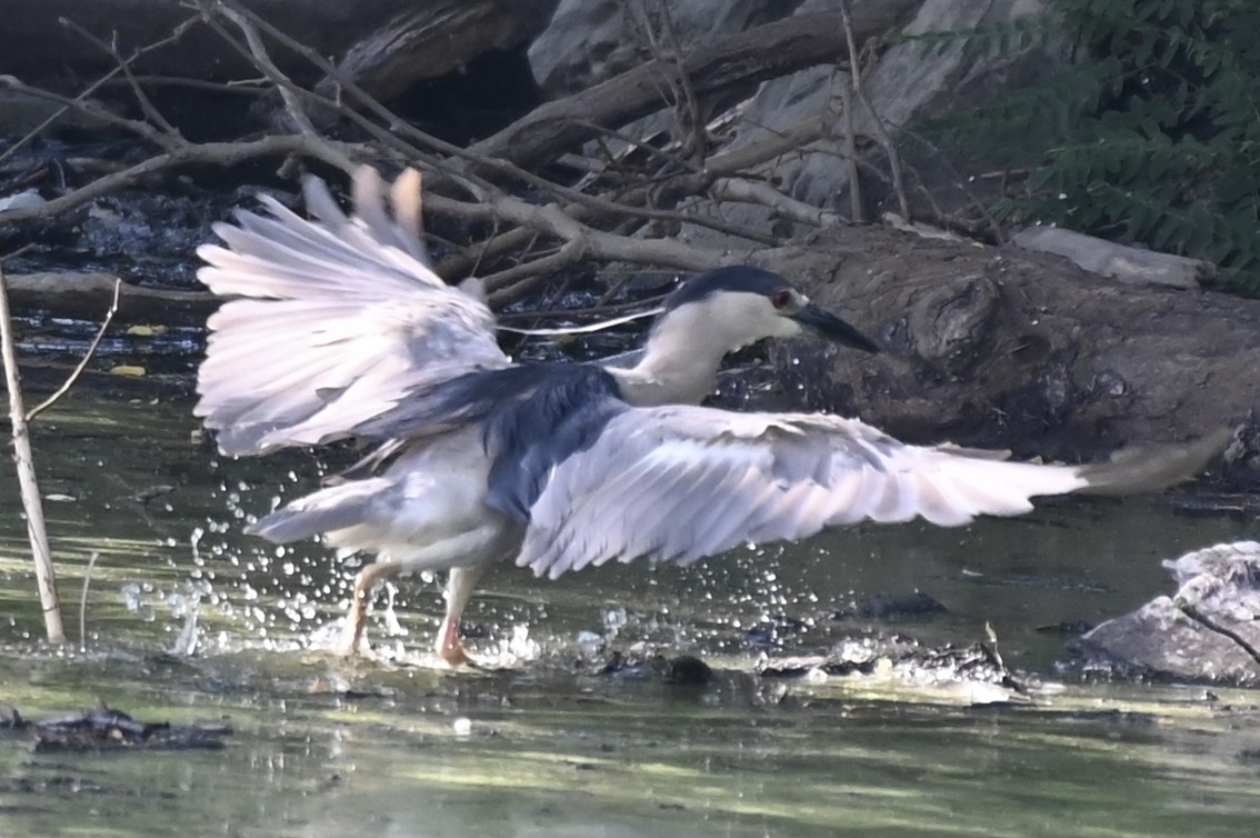 Black-crowned Night Heron - ML620833718