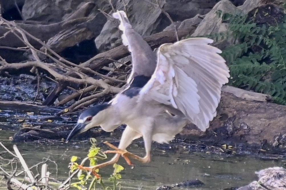 Black-crowned Night Heron - ML620833719