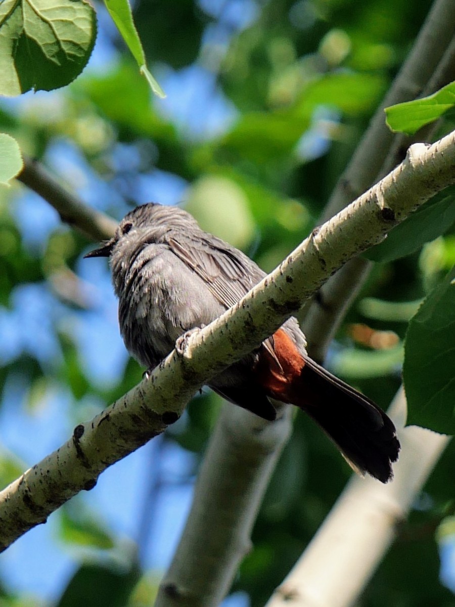 Gray Catbird - ML620833720