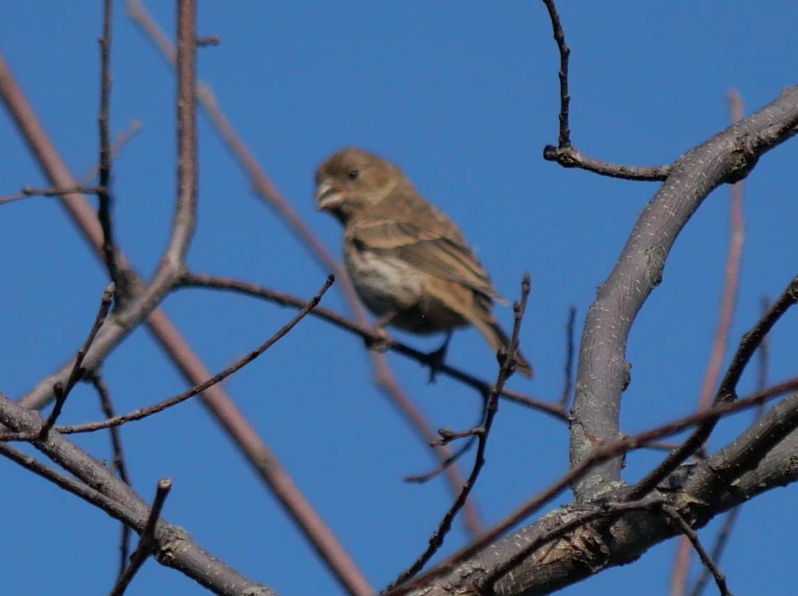 House Finch - ML620833723