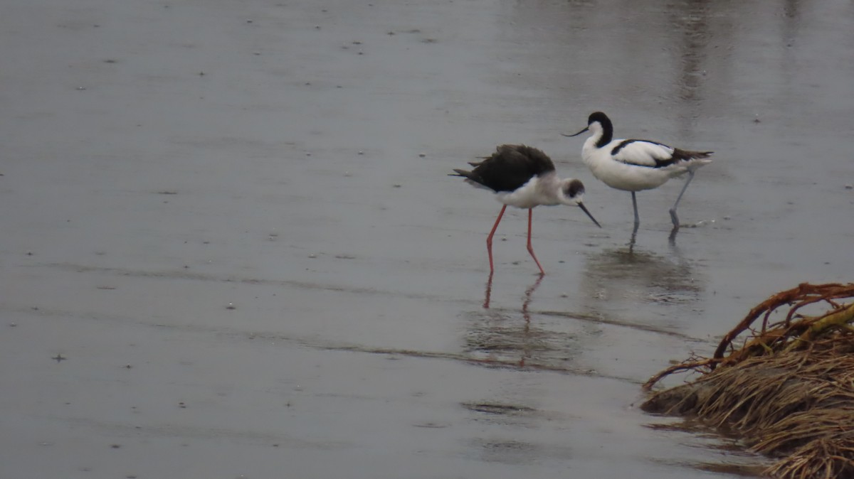 Black-winged Stilt - ML620833724