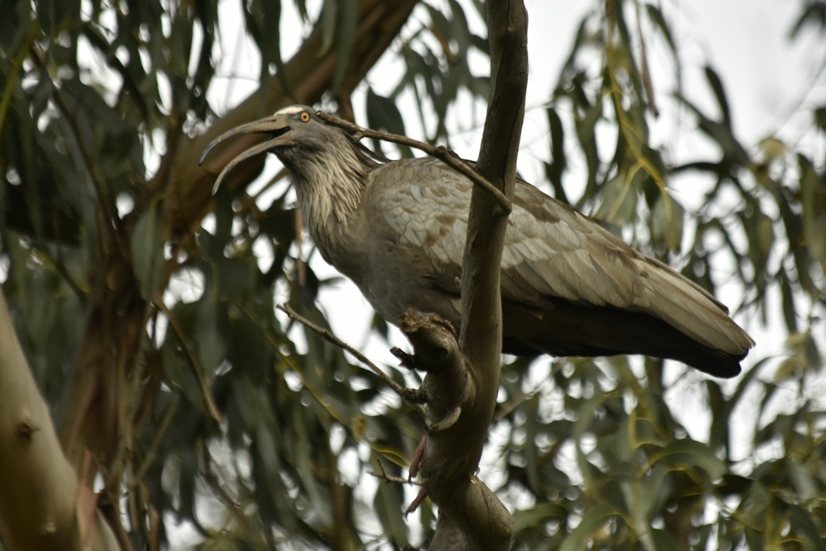 Plumbeous Ibis - ML620833728