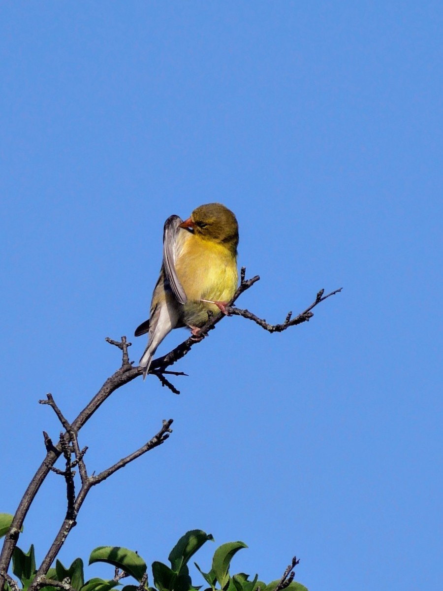 Chardonneret jaune - ML620833731