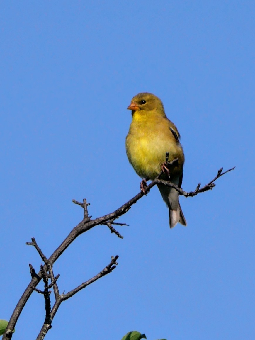 Chardonneret jaune - ML620833732