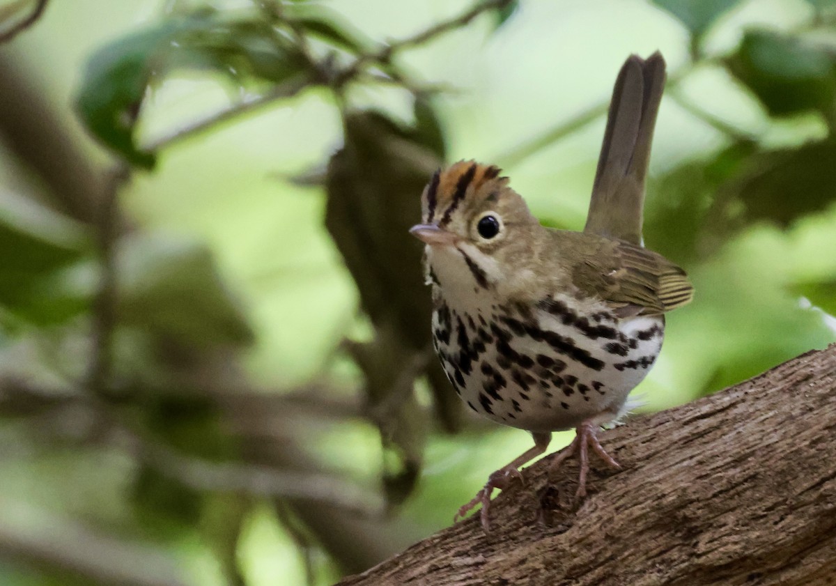 Ovenbird - ML620833735