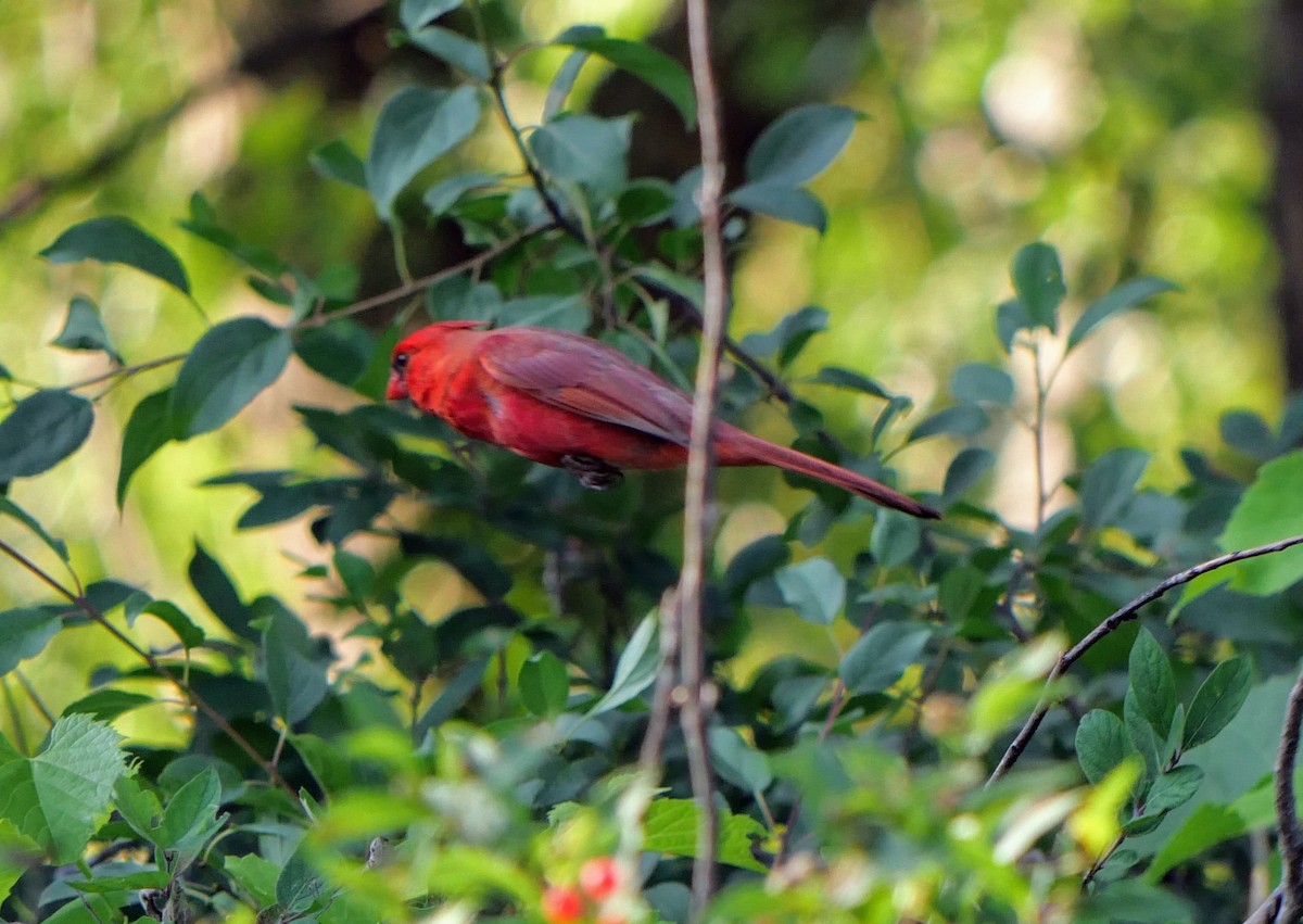 Northern Cardinal - ML620833739