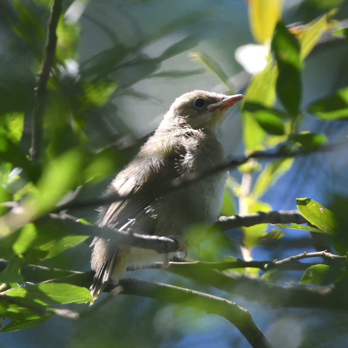 Garden Warbler - ML620833746