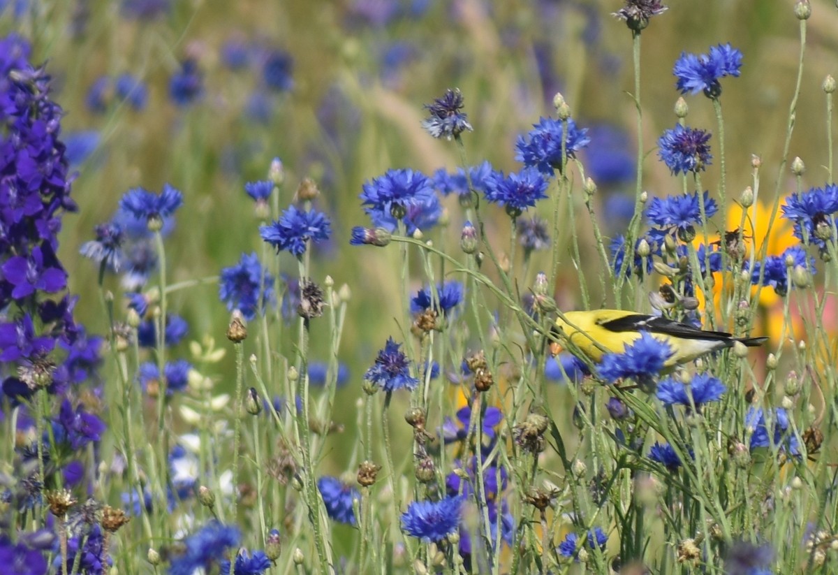 American Goldfinch - ML620833754