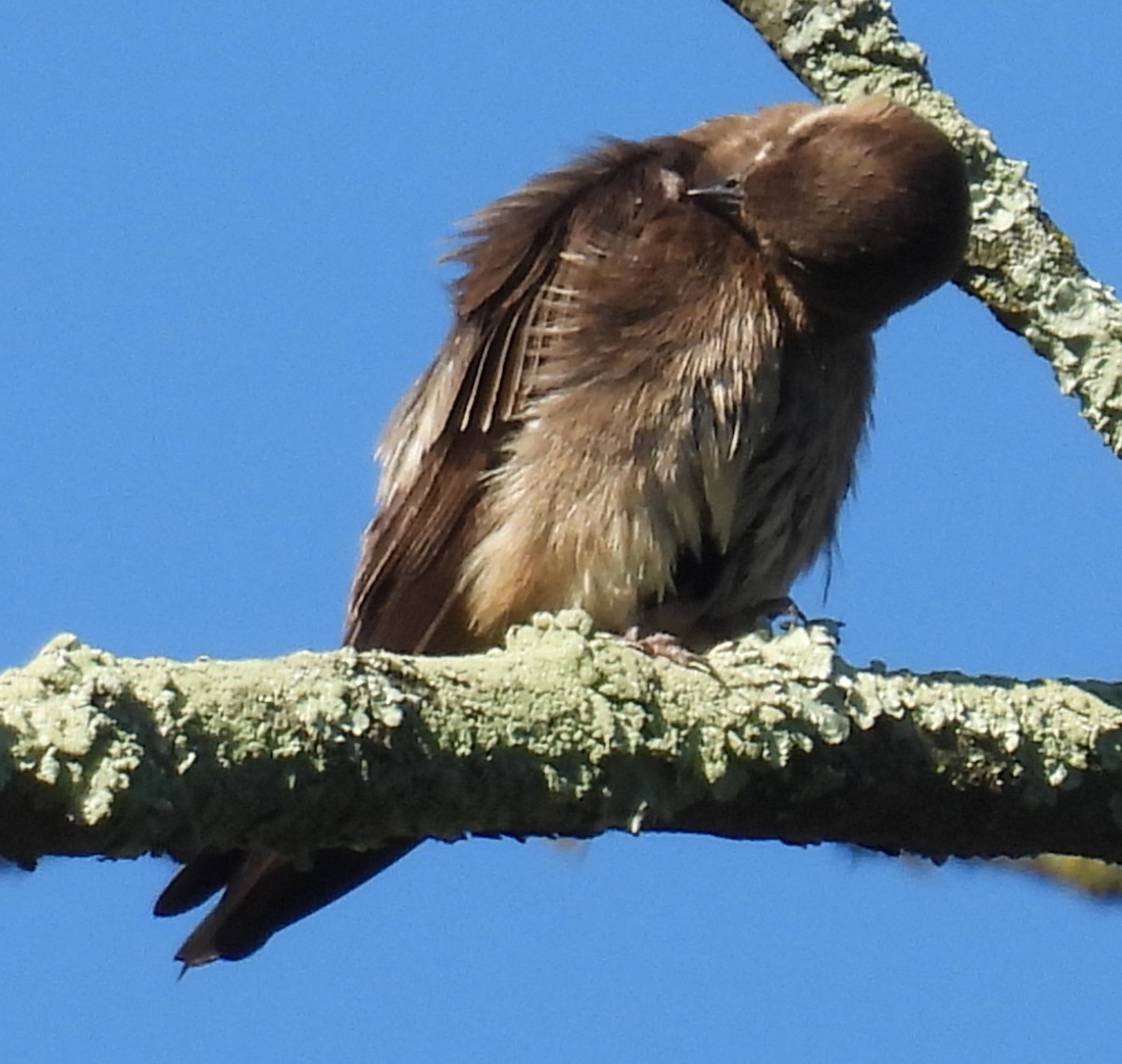 Northern Rough-winged Swallow - ML620833758