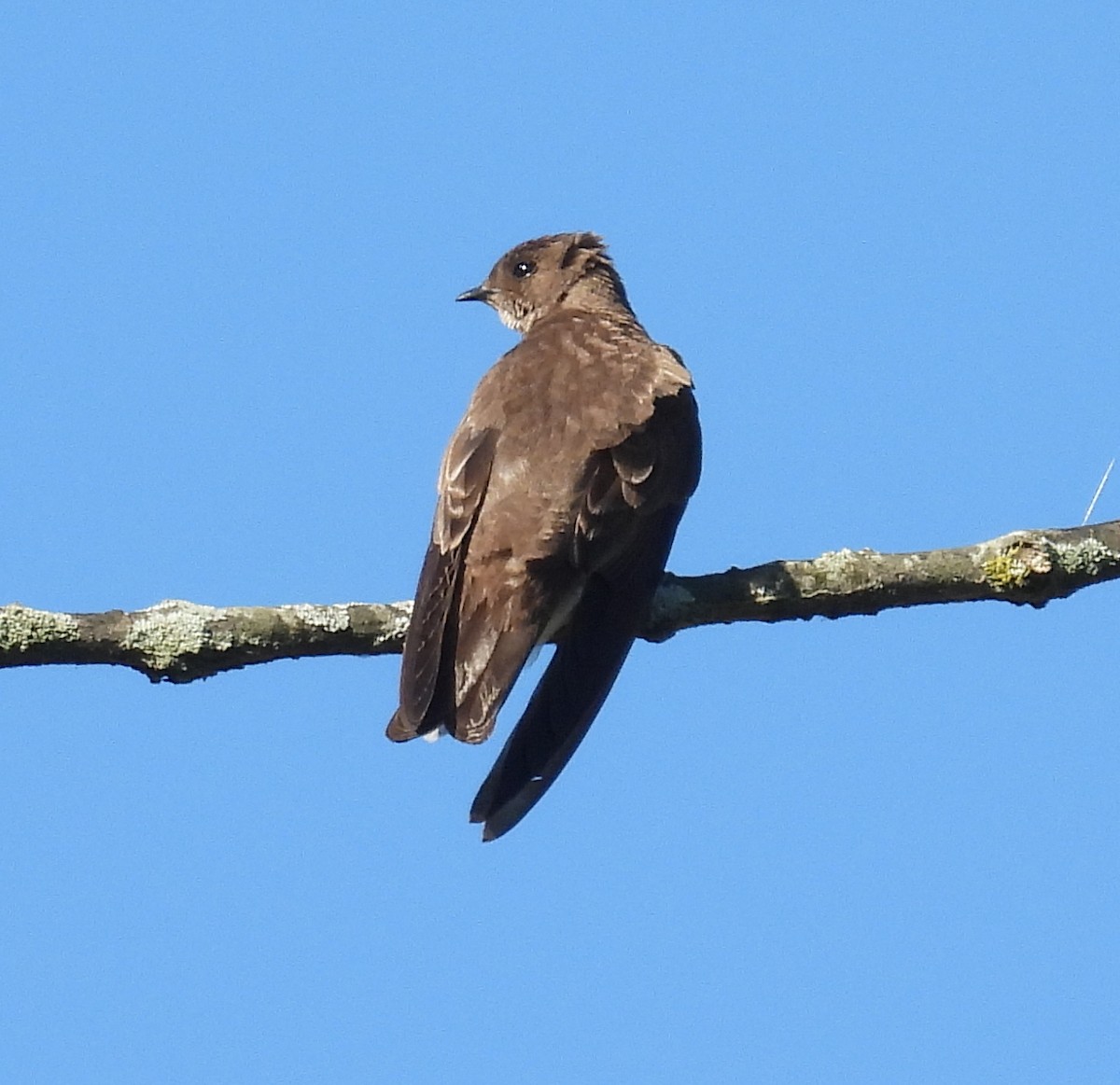 Northern Rough-winged Swallow - ML620833759