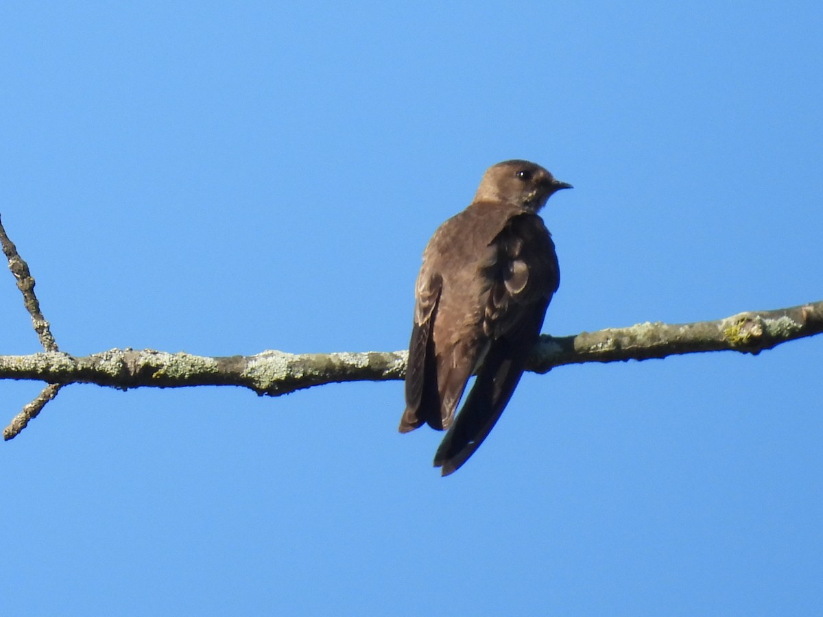 Northern Rough-winged Swallow - Ken Karp