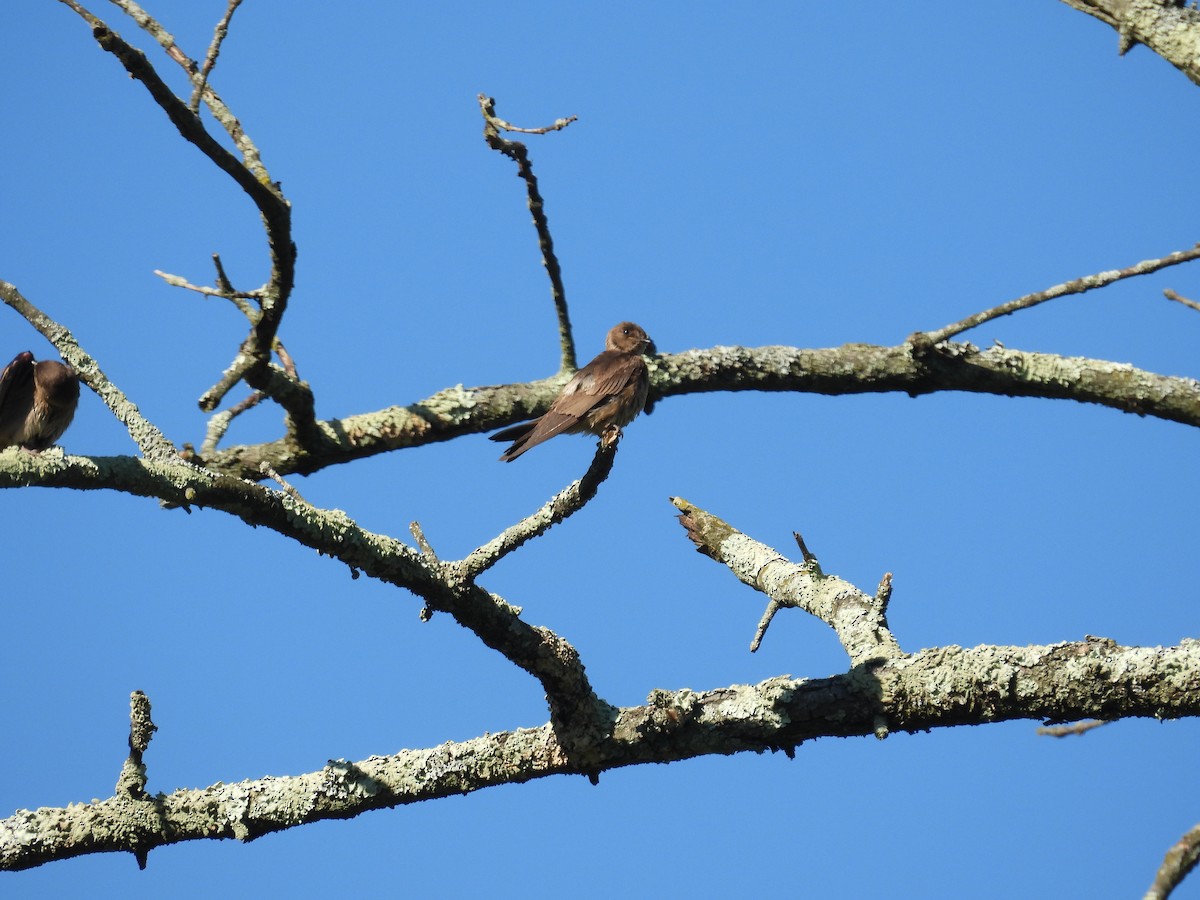 Northern Rough-winged Swallow - ML620833762