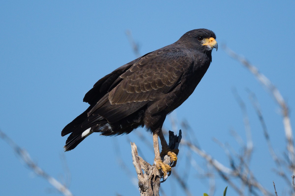 Cuban Black Hawk - ML620833768