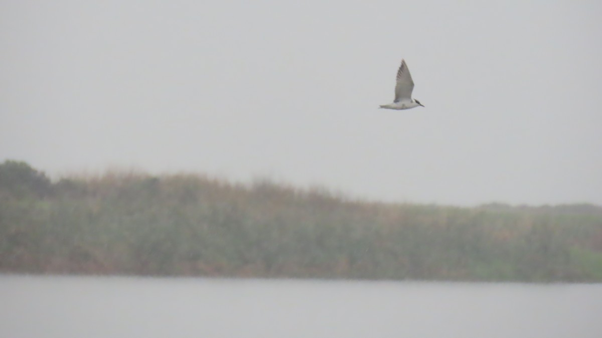 Whiskered Tern - ML620833769