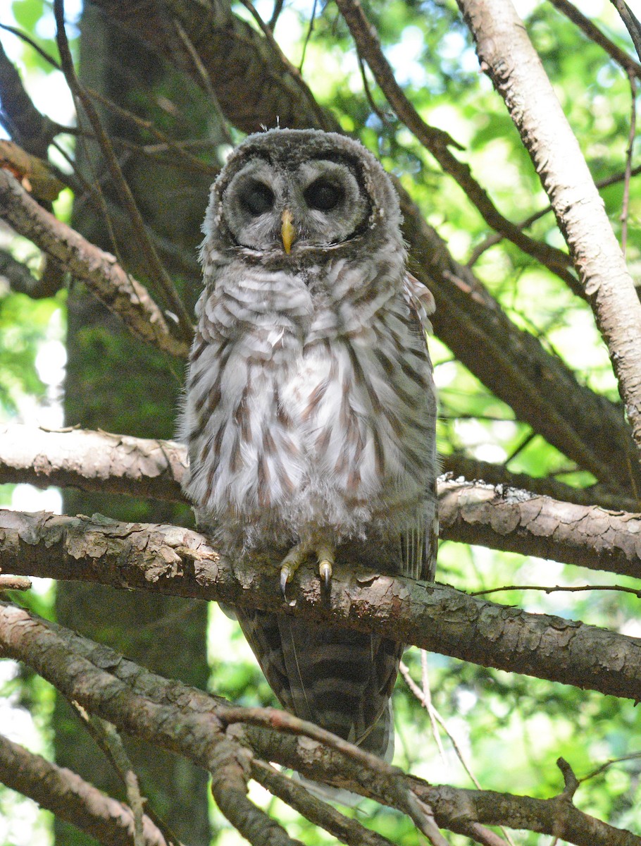 Barred Owl - ML620833774