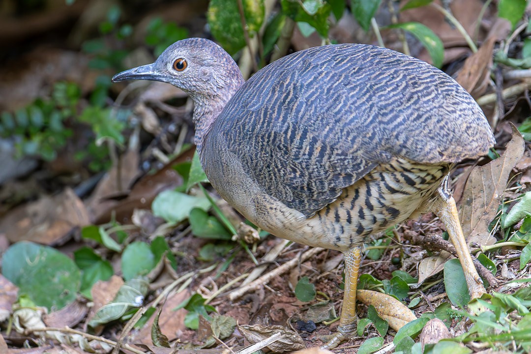 Tinamou vermiculé - ML620833777