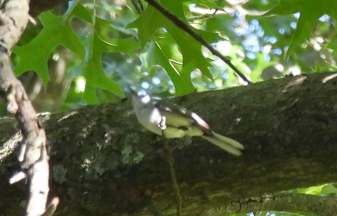 Blue-gray Gnatcatcher - ML620833782