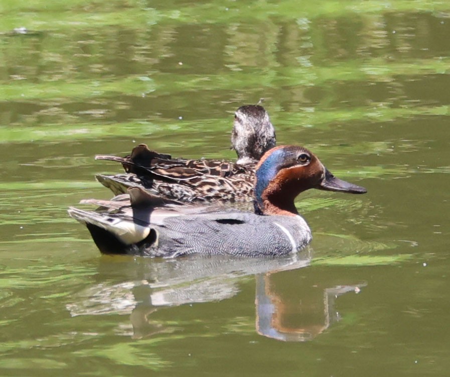 Green-winged Teal - ML620833793