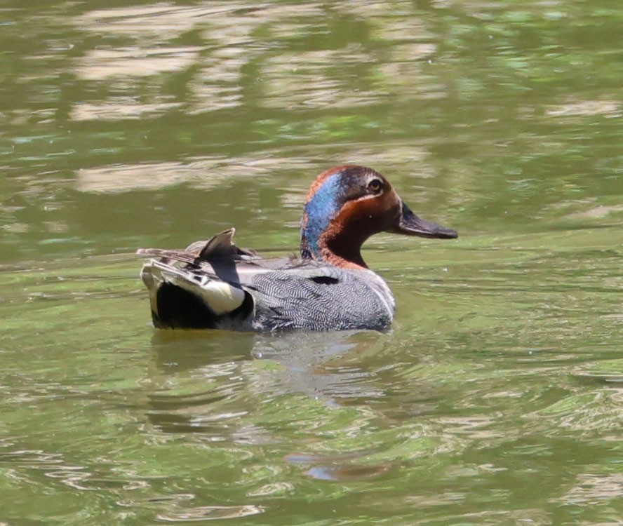 Green-winged Teal - ML620833794