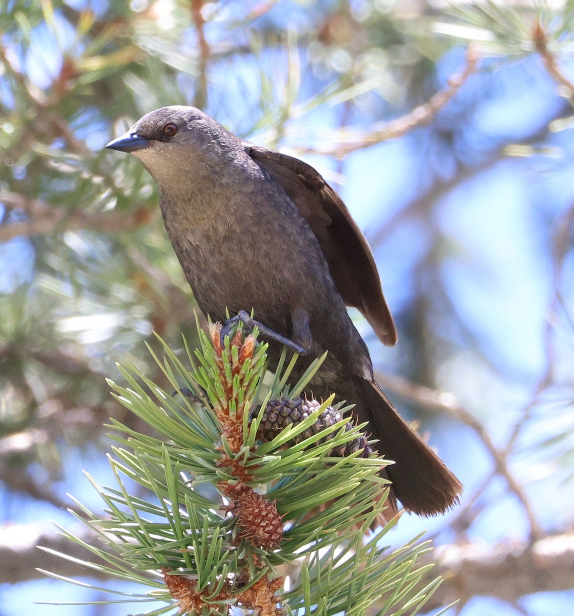 Brewer's Blackbird - ML620833797