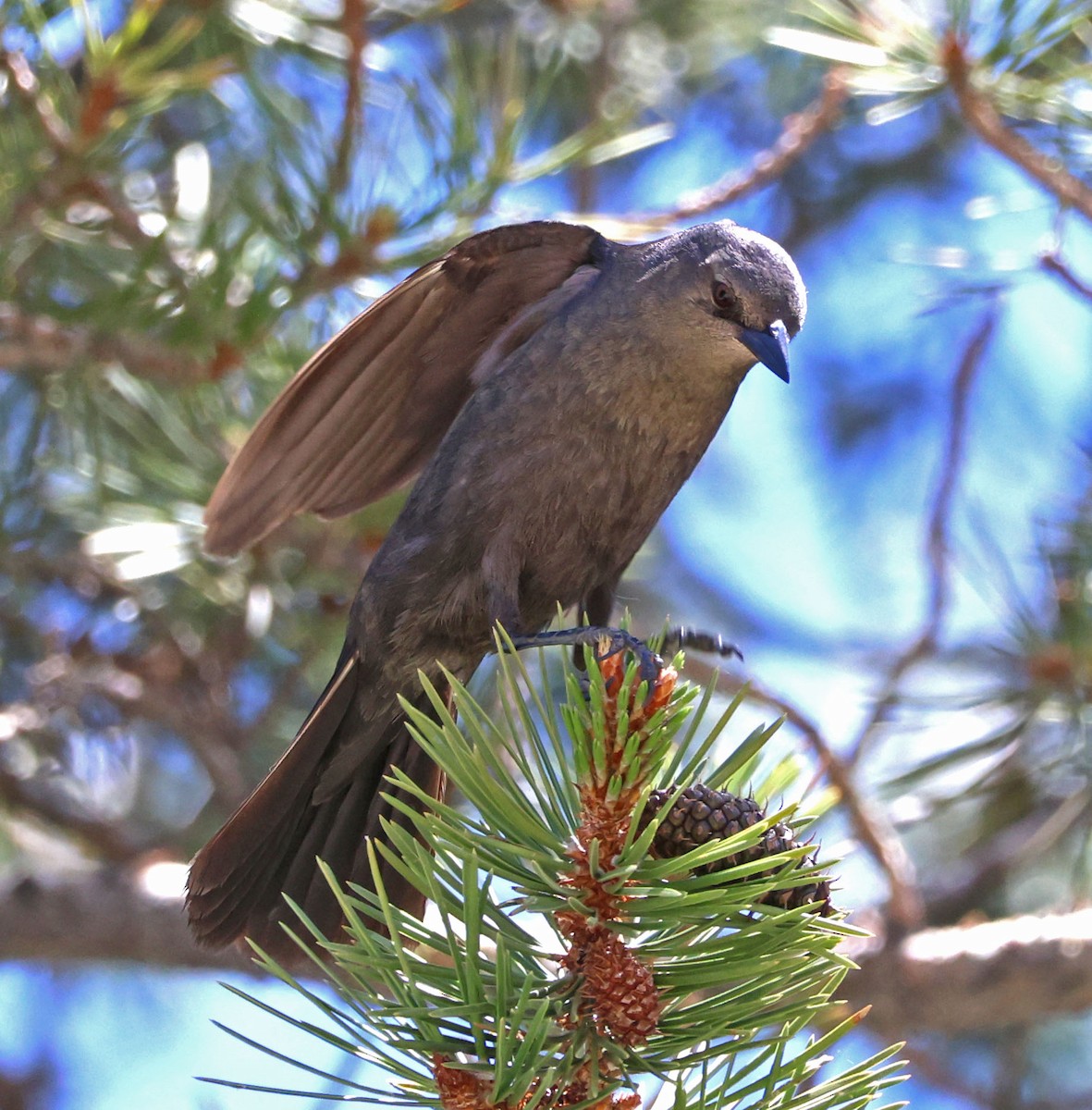 Brewer's Blackbird - ML620833798