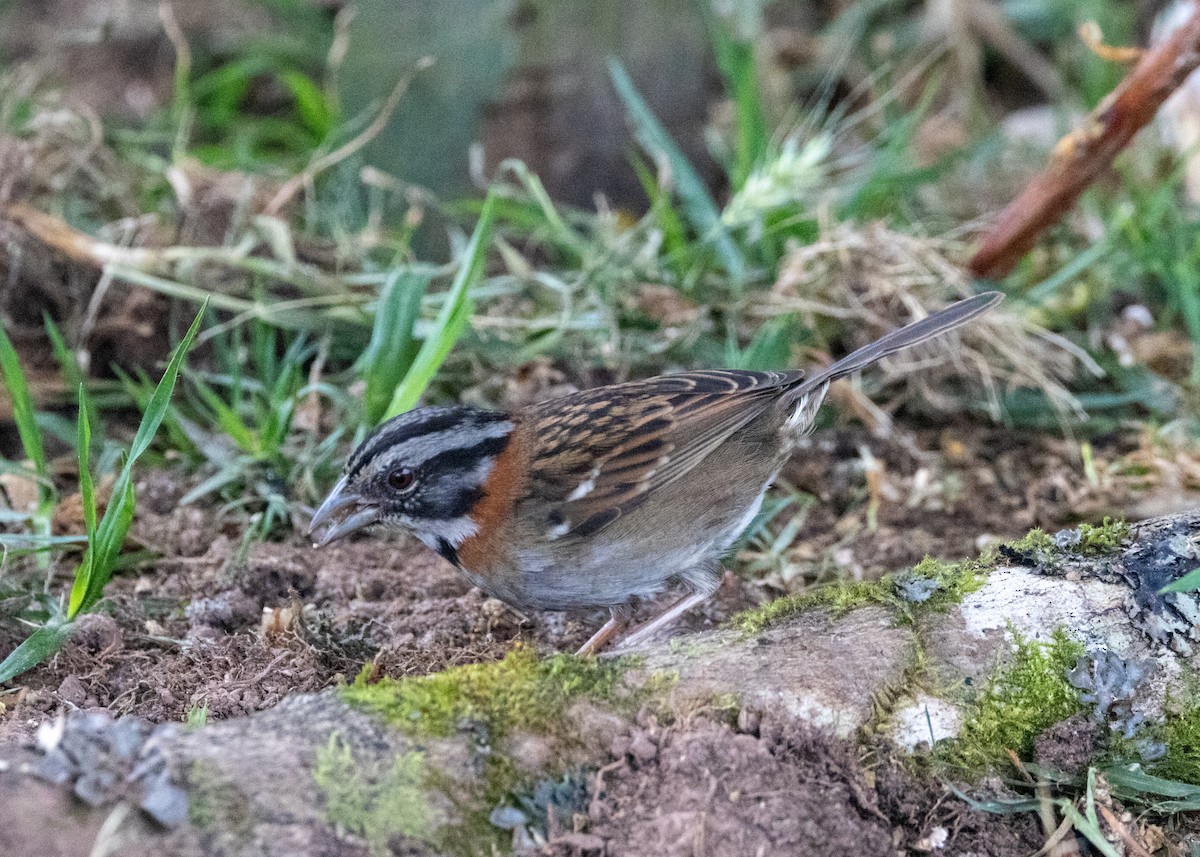 Rufous-collared Sparrow - ML620833799