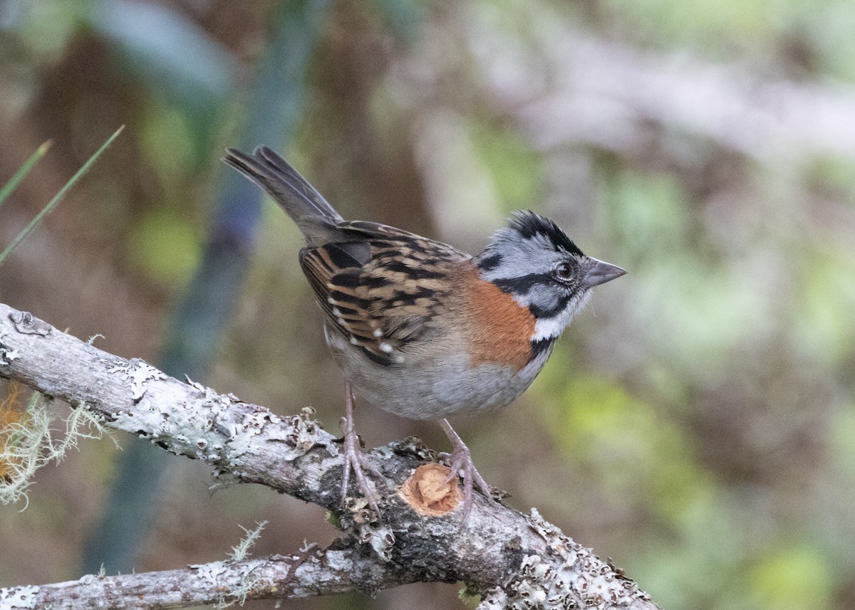 Rufous-collared Sparrow - ML620833801