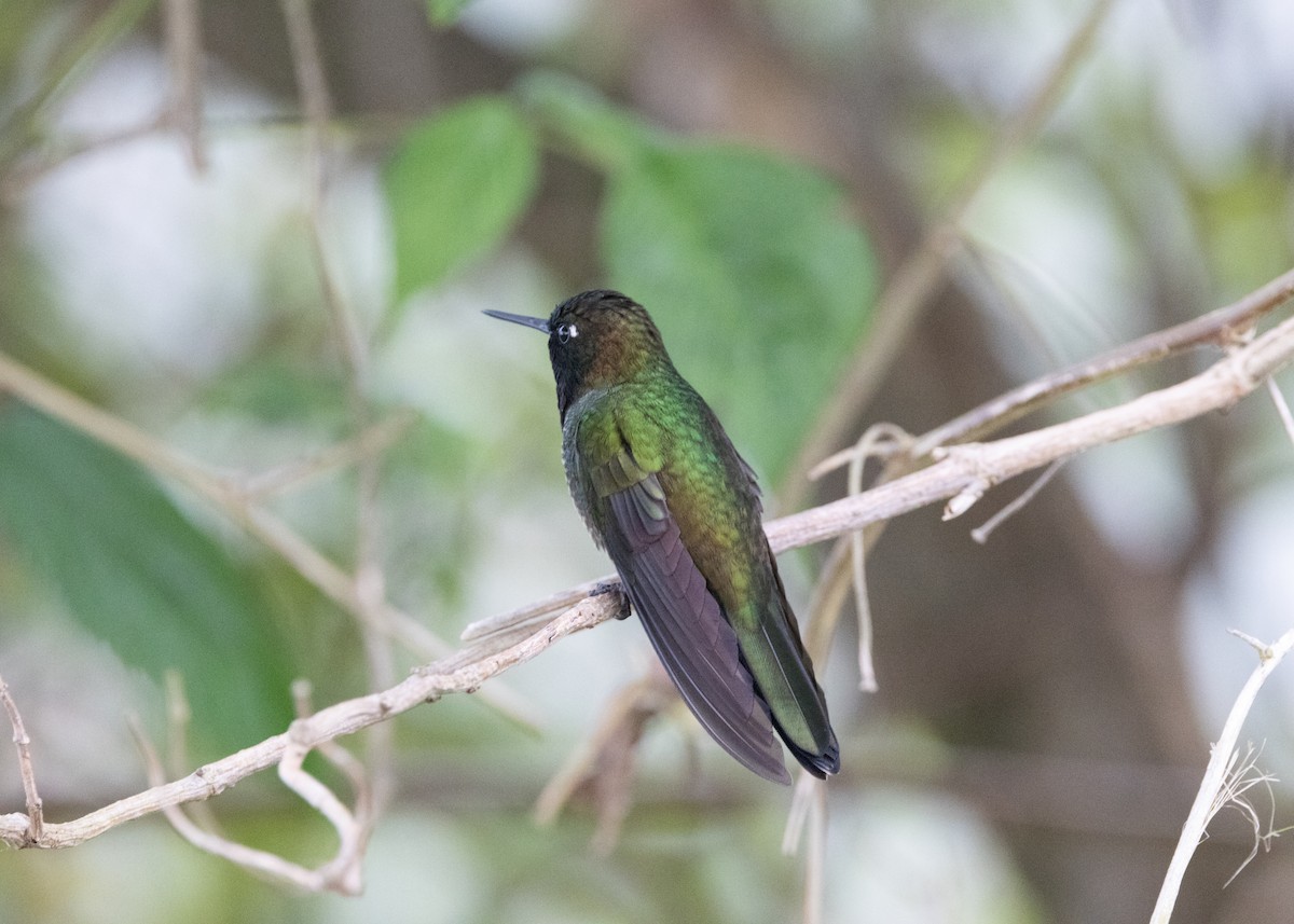 Tyrian Metaltail - ML620833816