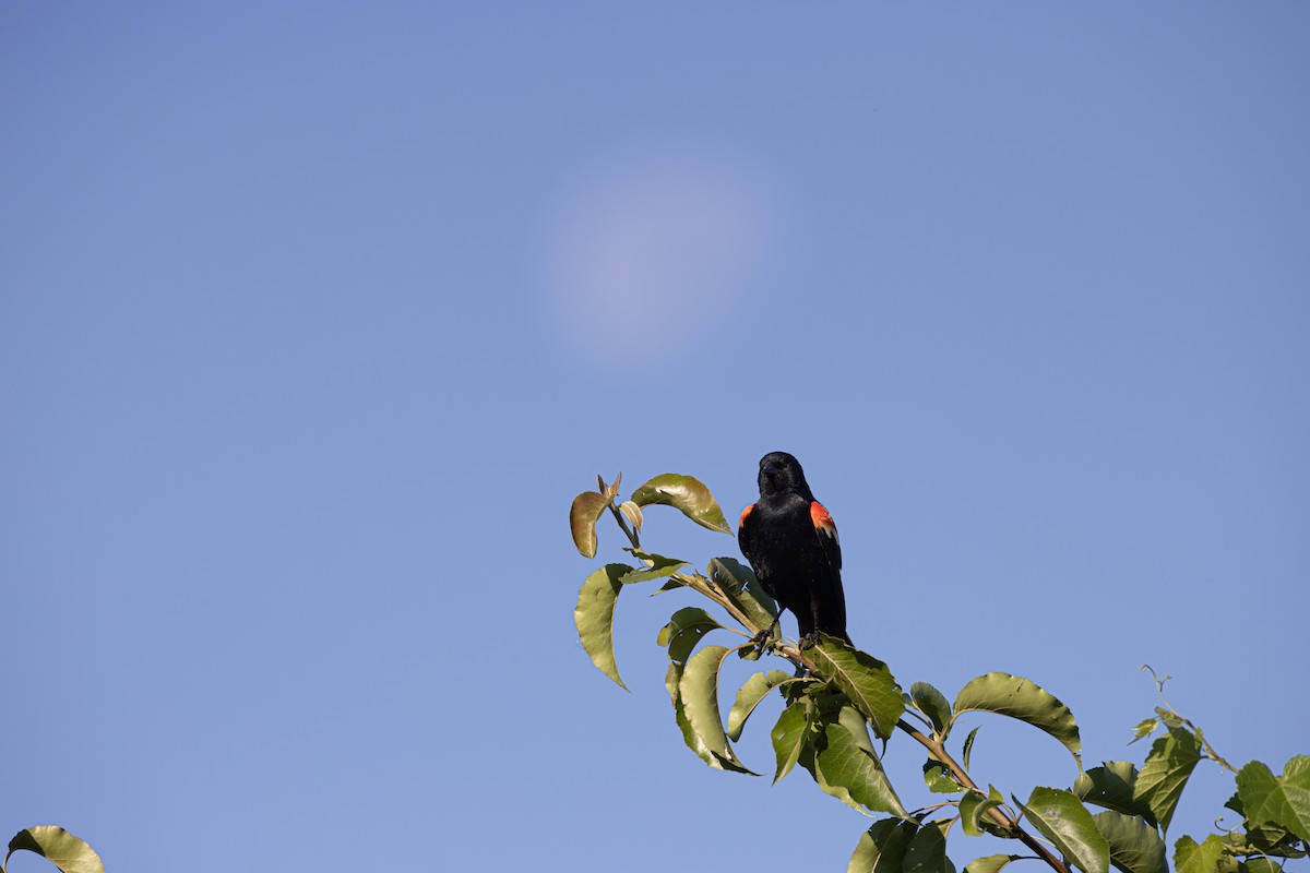 Red-winged Blackbird - ML620833830