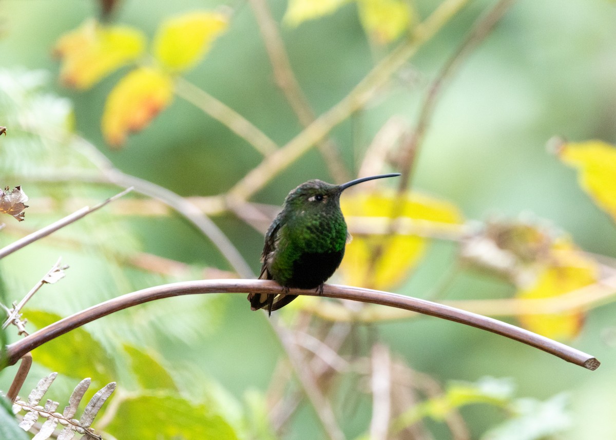 Colibrí Aterciopelado - ML620833840