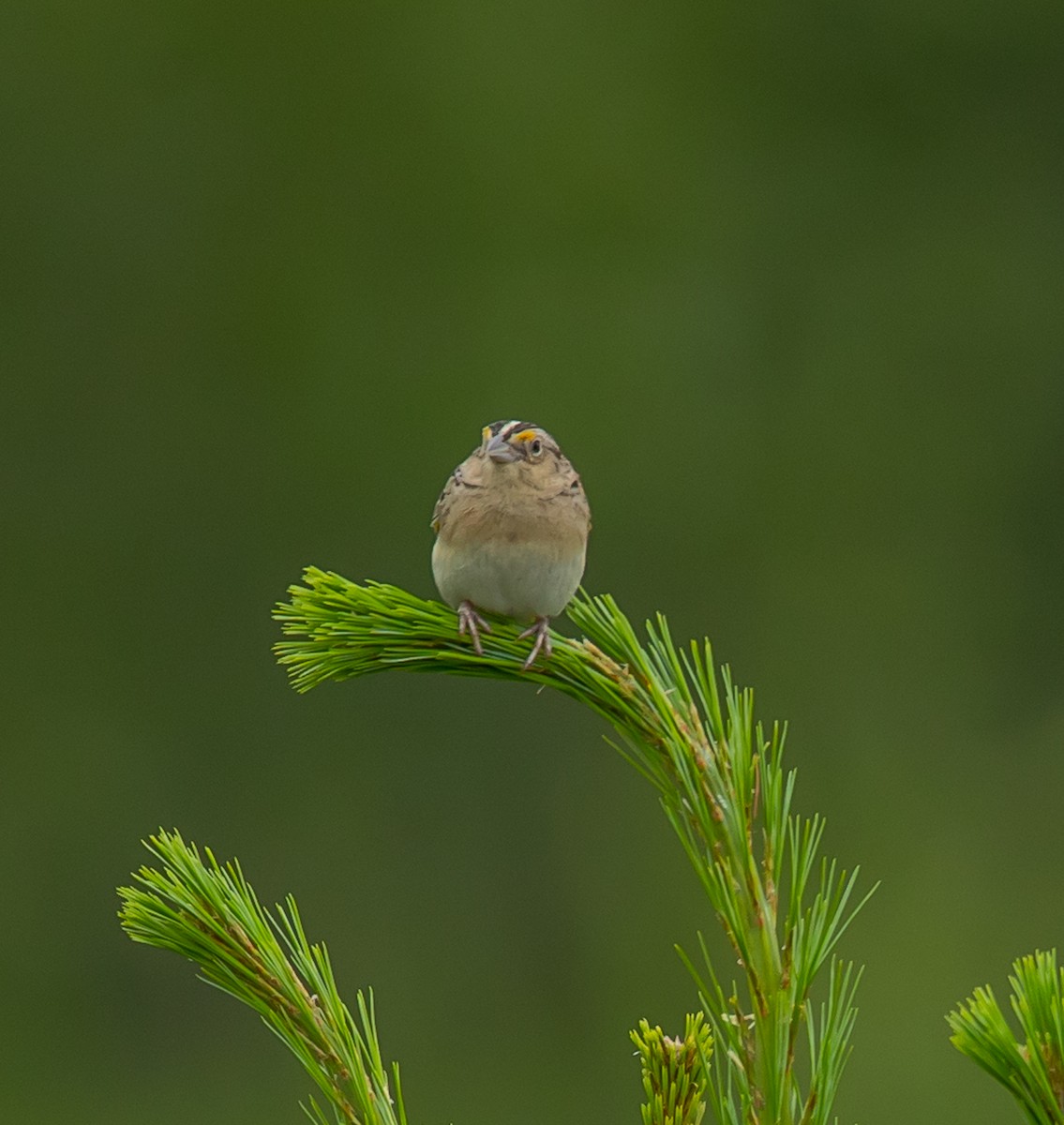 Grasshopper Sparrow - ML620833881