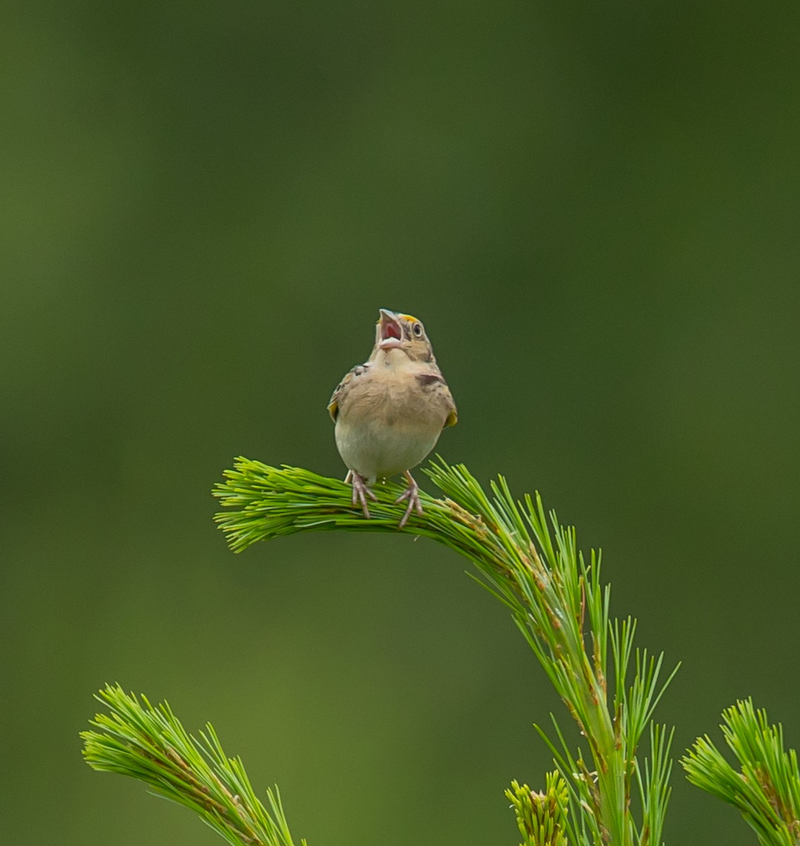 Grasshopper Sparrow - ML620833882